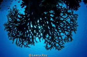 Coral silhoutte by Leena Roy 